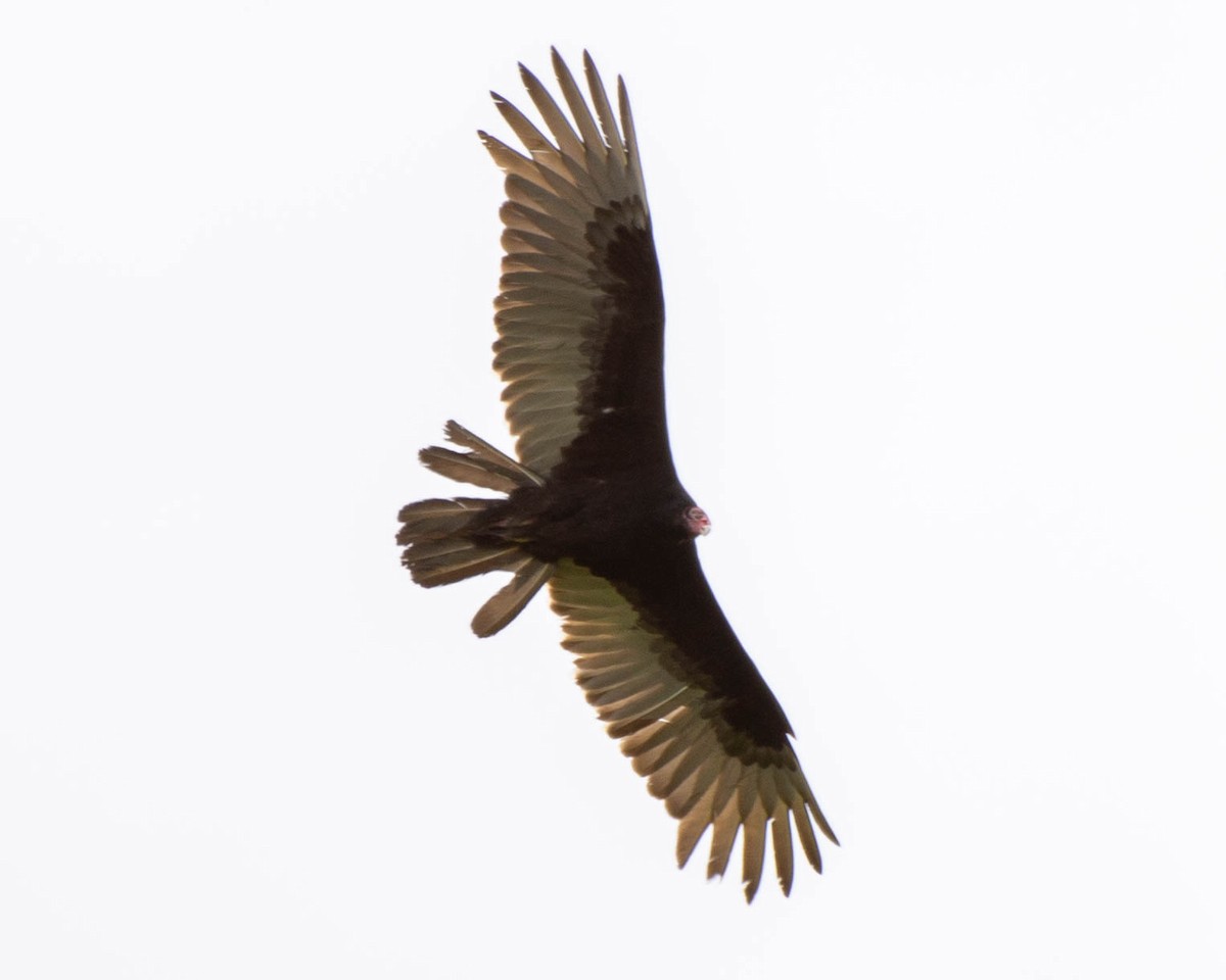 Turkey Vulture - ML618651413