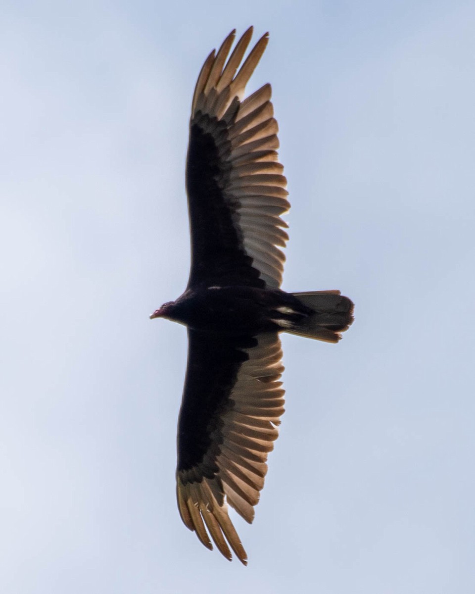 Turkey Vulture - ML618651414
