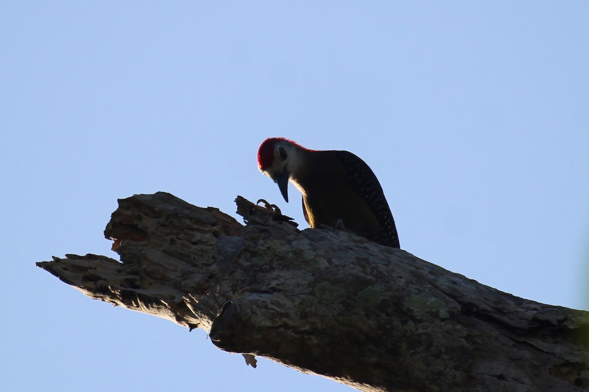 Jamaican Woodpecker - Connor Thomas