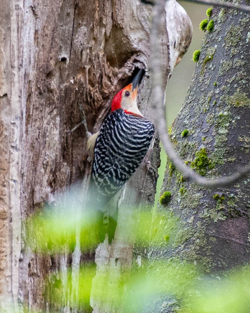 Red-bellied Woodpecker - Andrew Nasuti