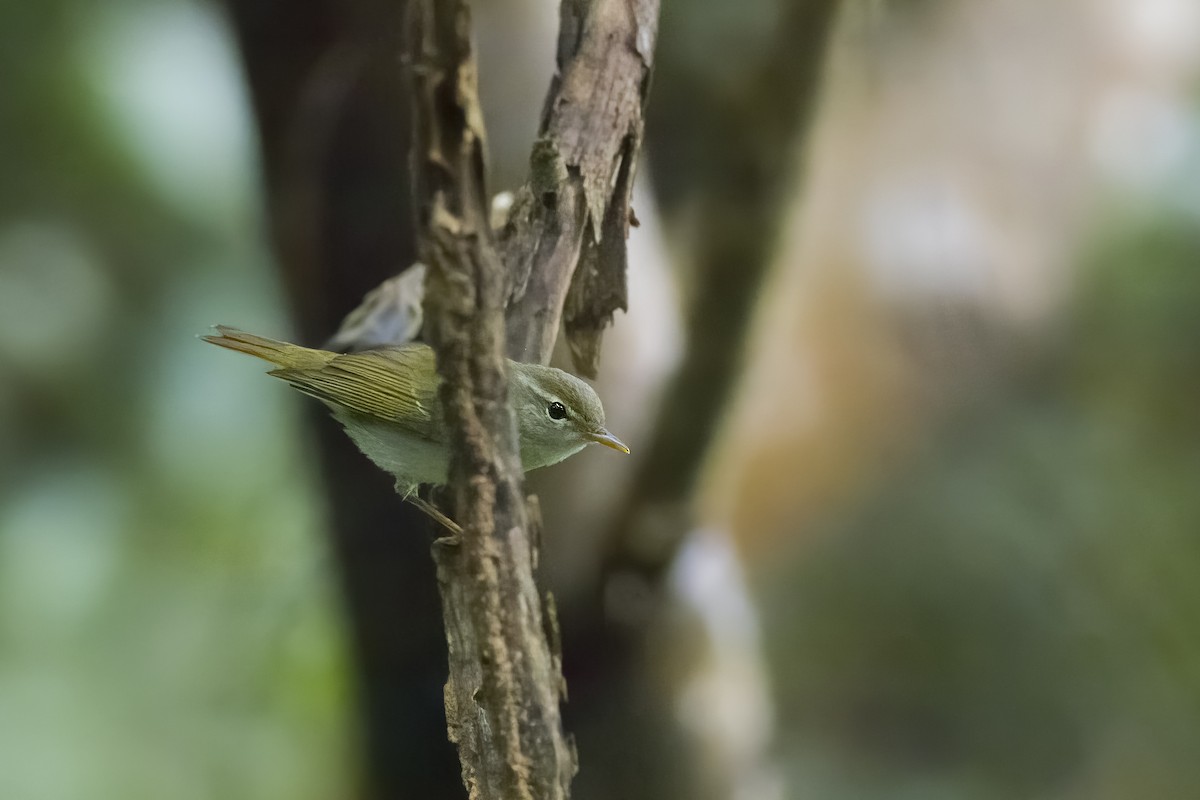 Ijima's Leaf Warbler - u7 Liao