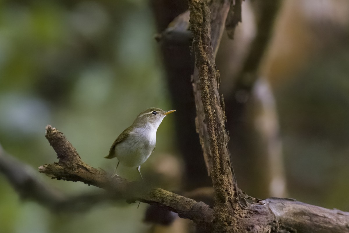 Ijima's Leaf Warbler - ML618651426