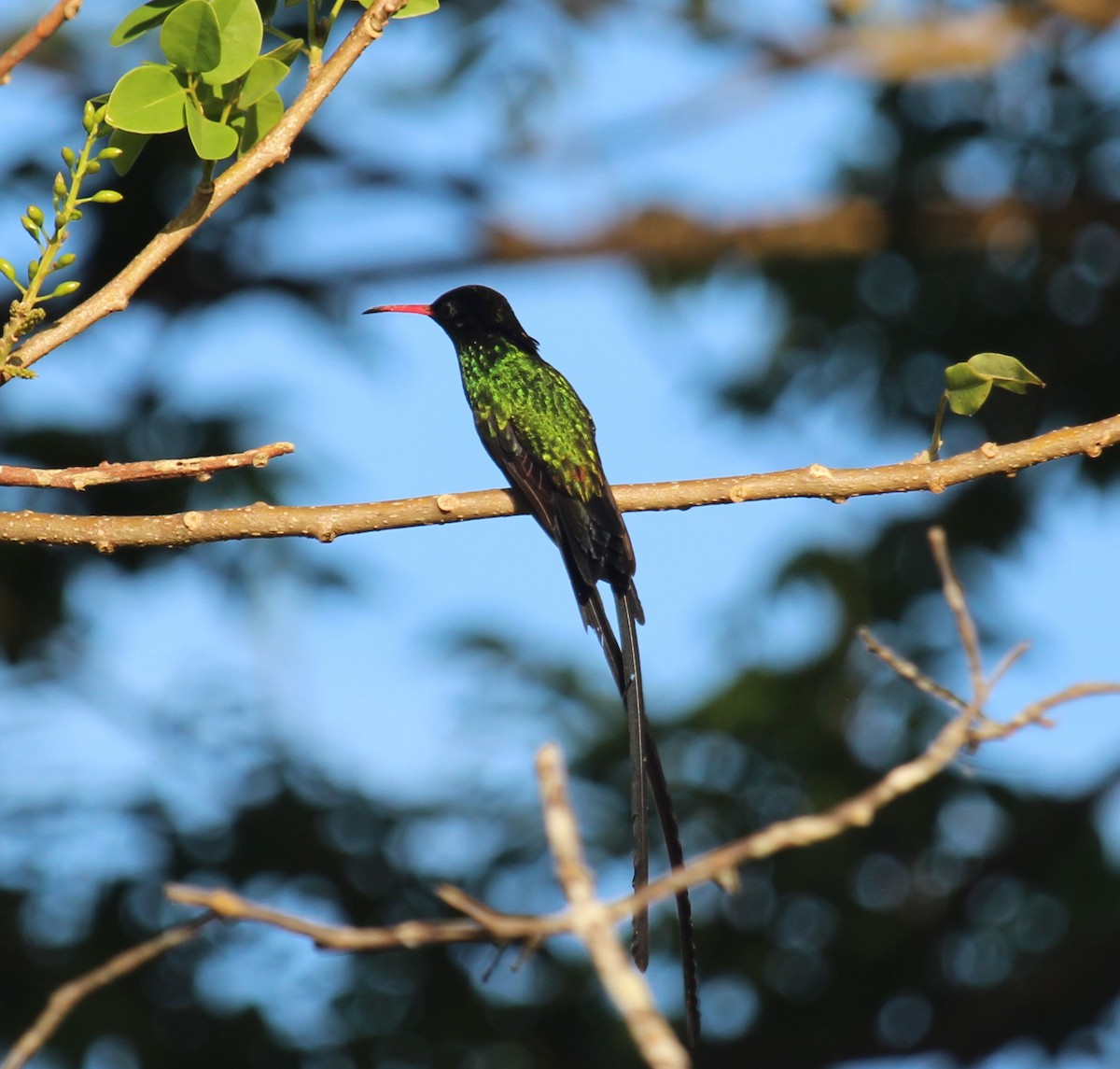 Red-billed Streamertail - ML618651442