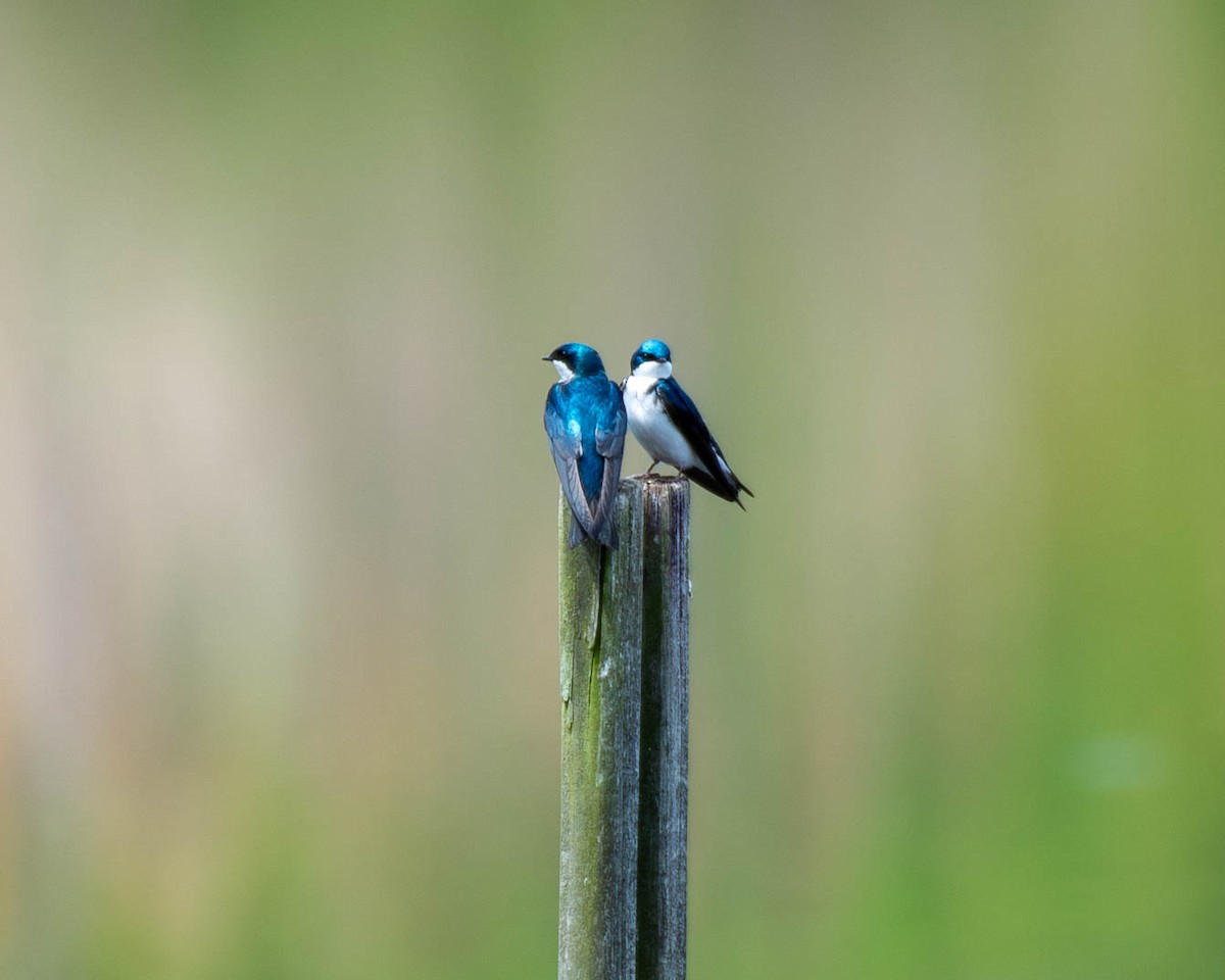 Tree Swallow - ML618651446