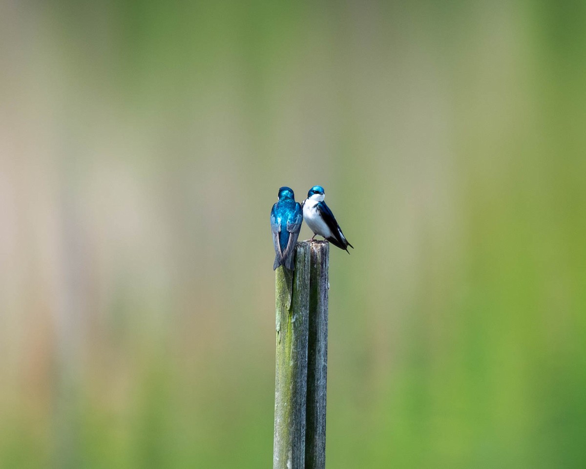 Tree Swallow - ML618651447