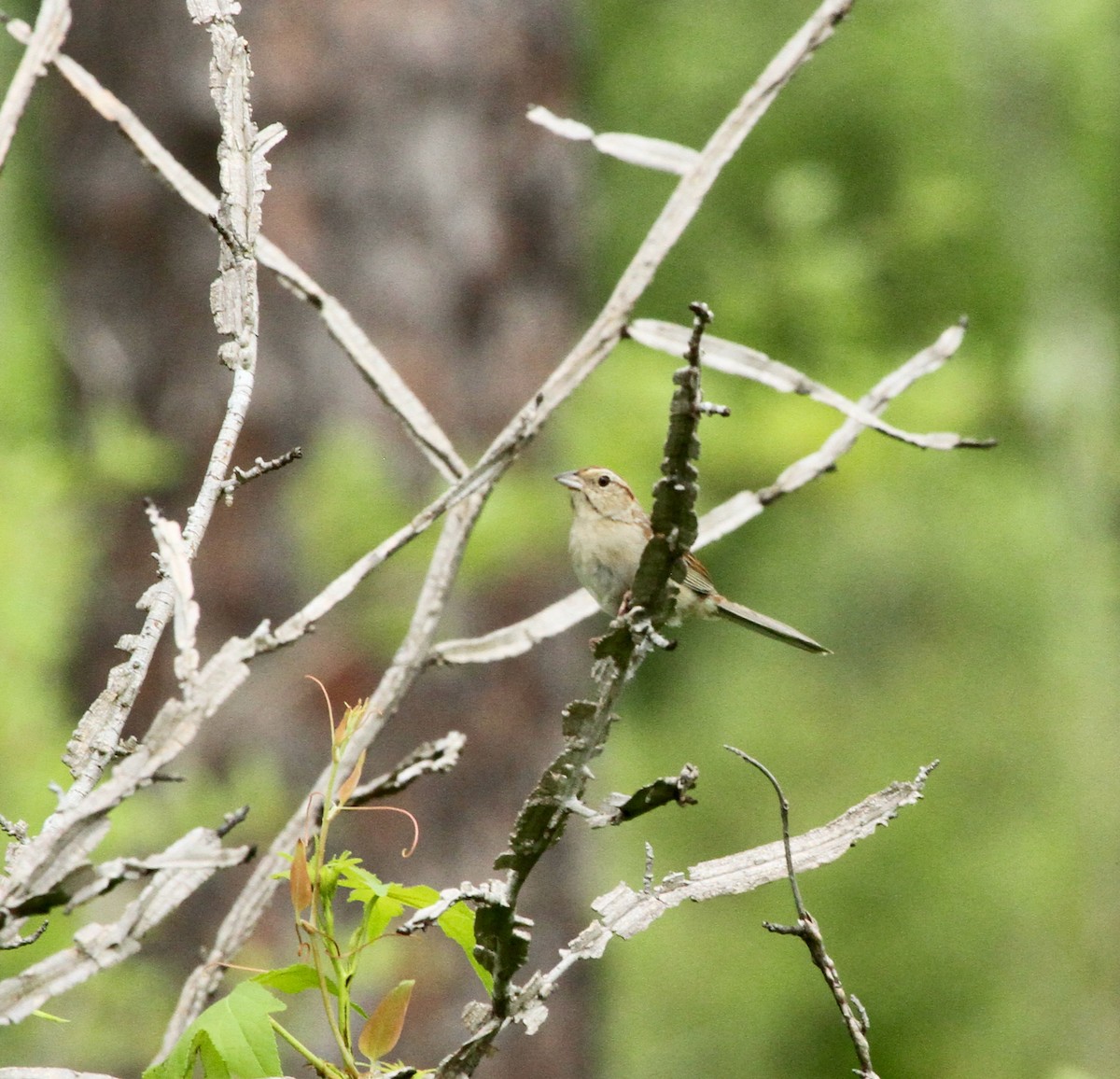 Bachman's Sparrow - David  Irons