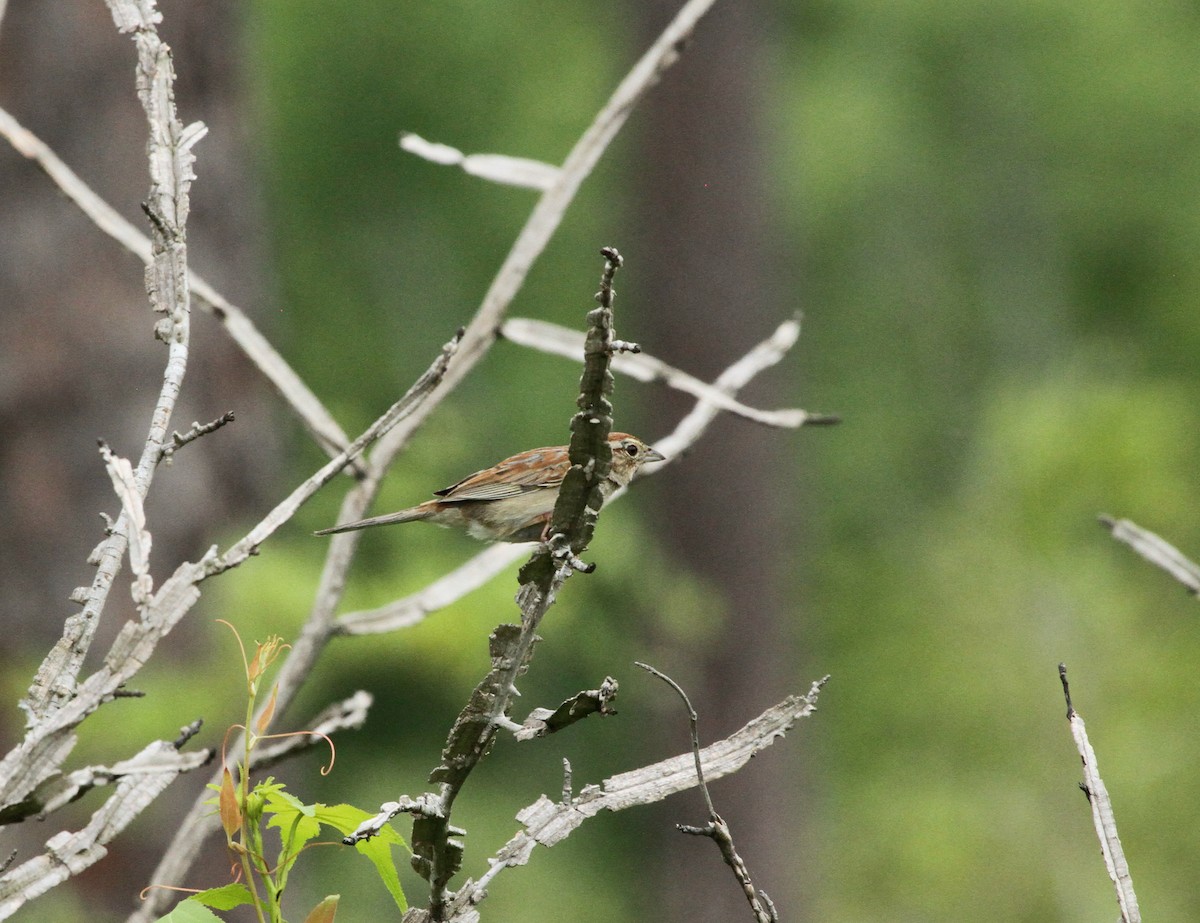 Bachman's Sparrow - David  Irons