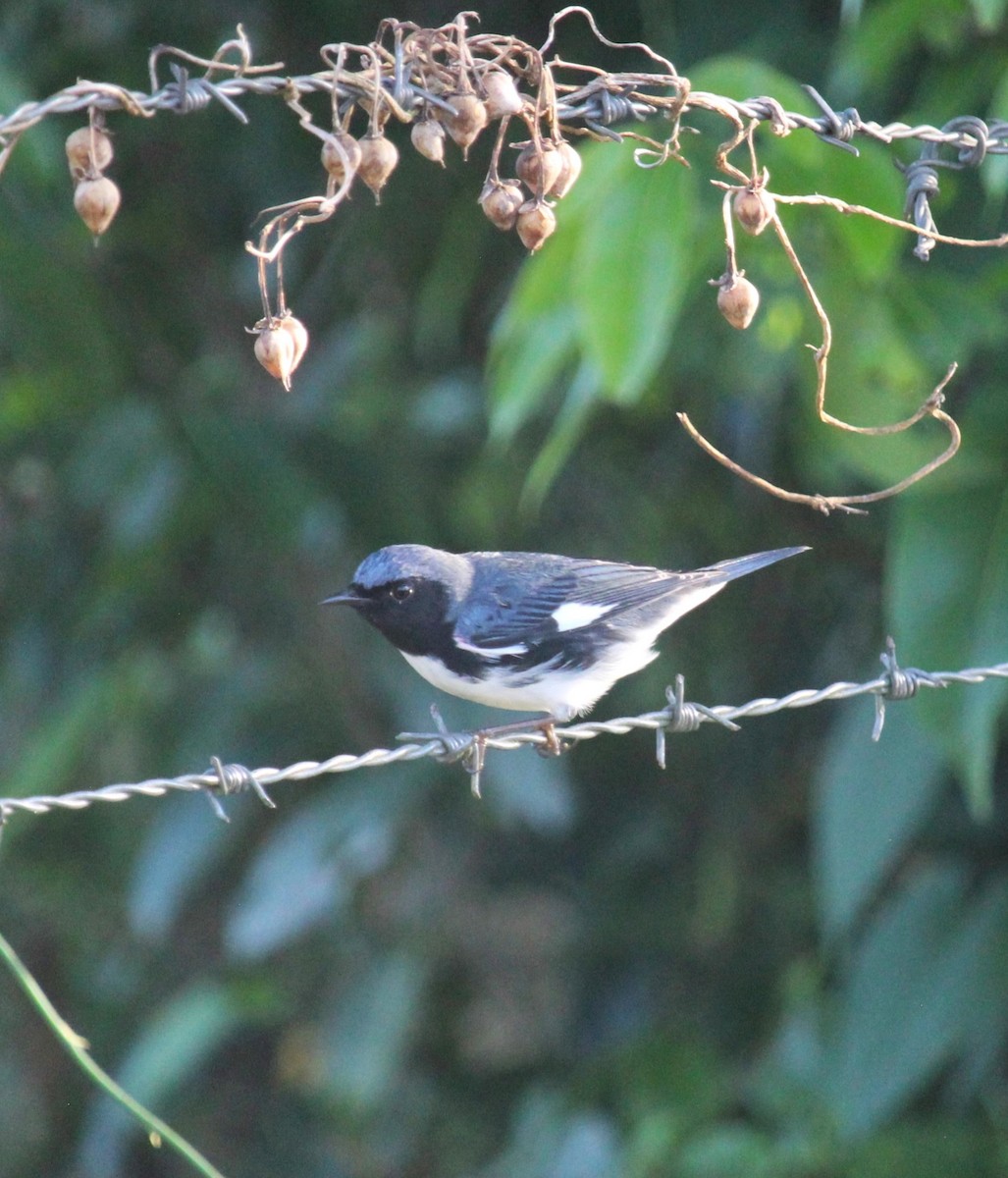 Black-throated Blue Warbler - ML618651509