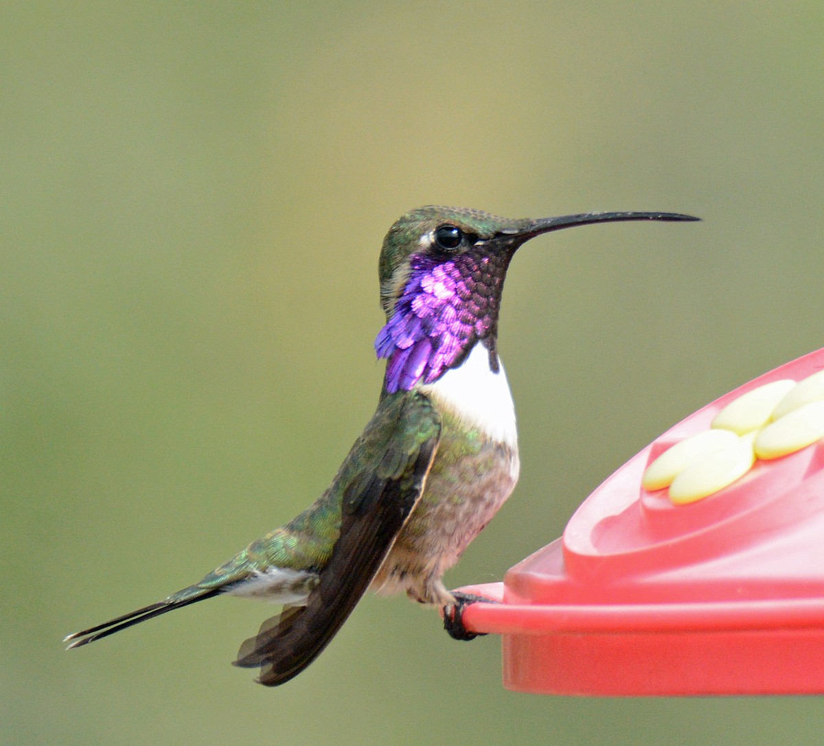 Lucifer Hummingbird - Michael J Good