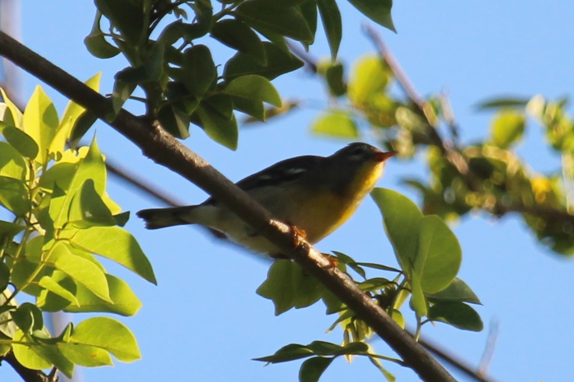 Northern Parula - ML618651543