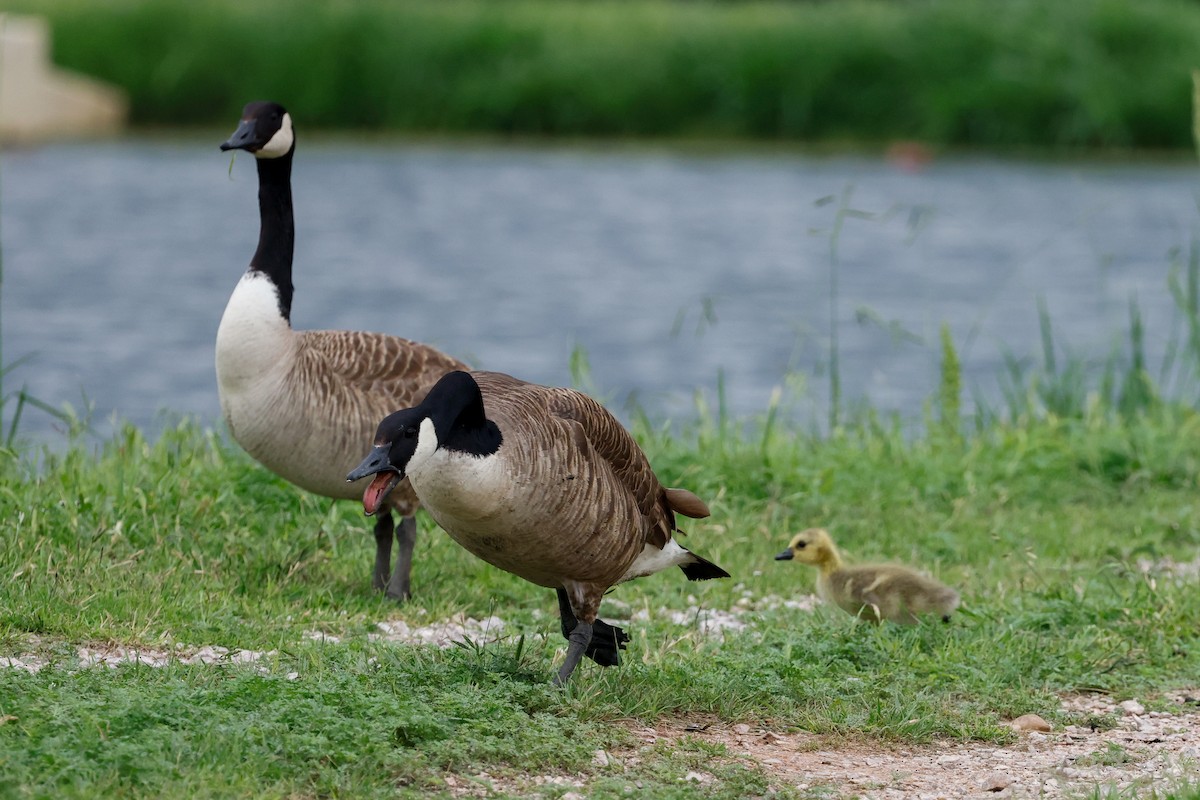 Canada Goose - ML618651573