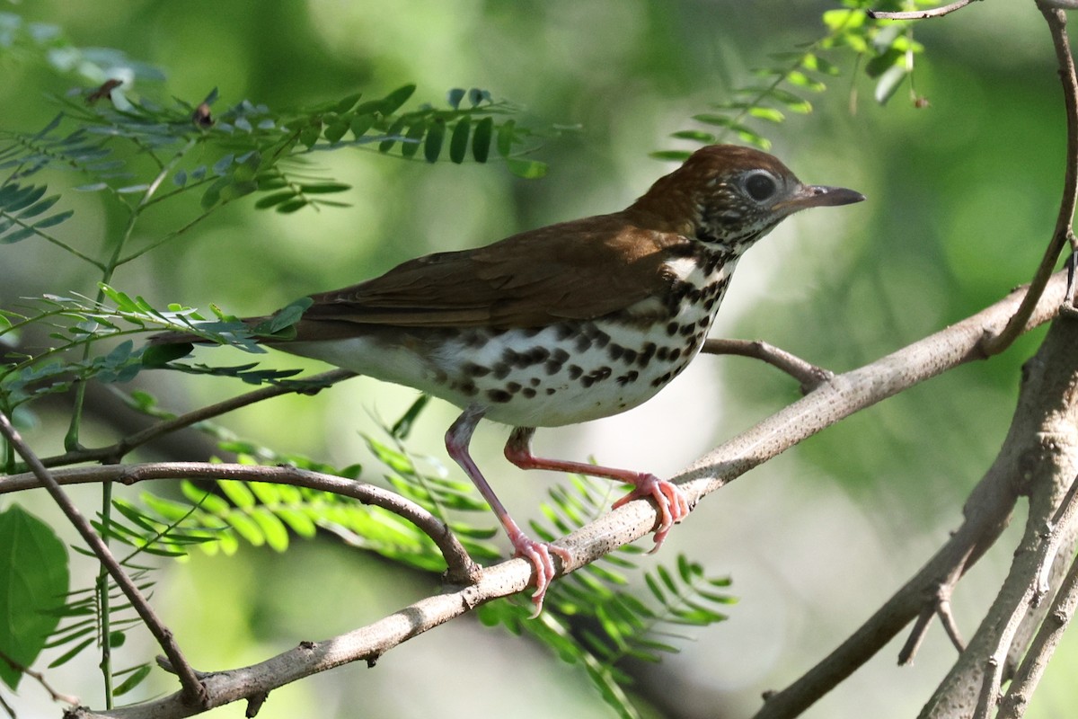 Wood Thrush - Ginger Spinelli