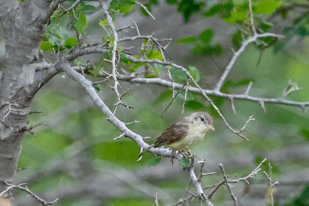 Braunaugenvireo - ML618651608