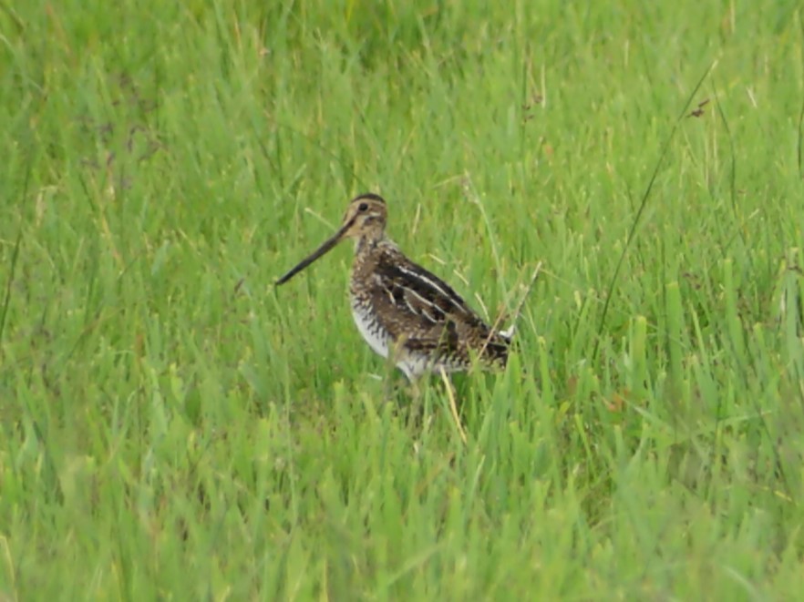 Wilson's Snipe - ML618651614