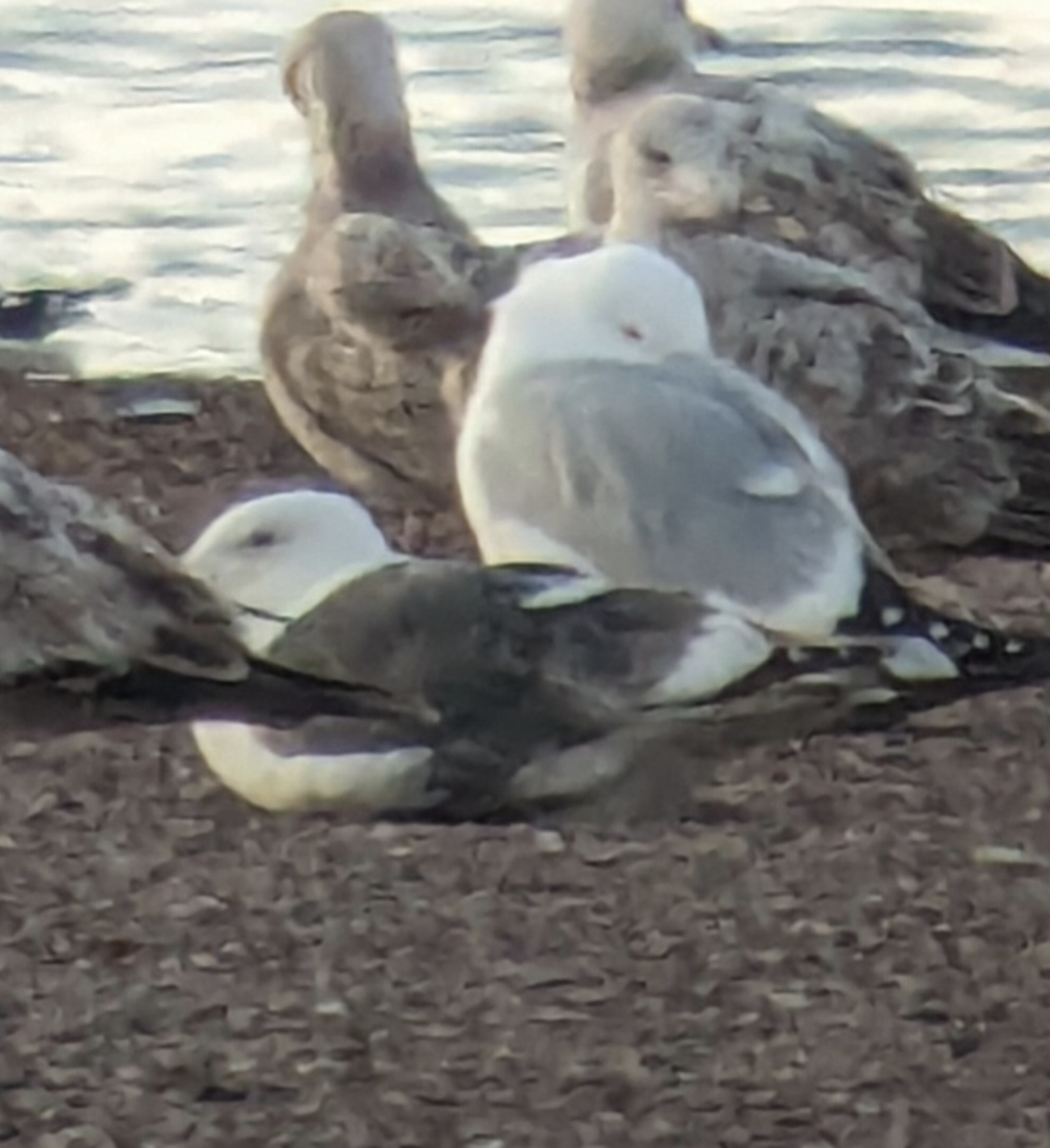 Slaty-backed Gull - Robin Besançon