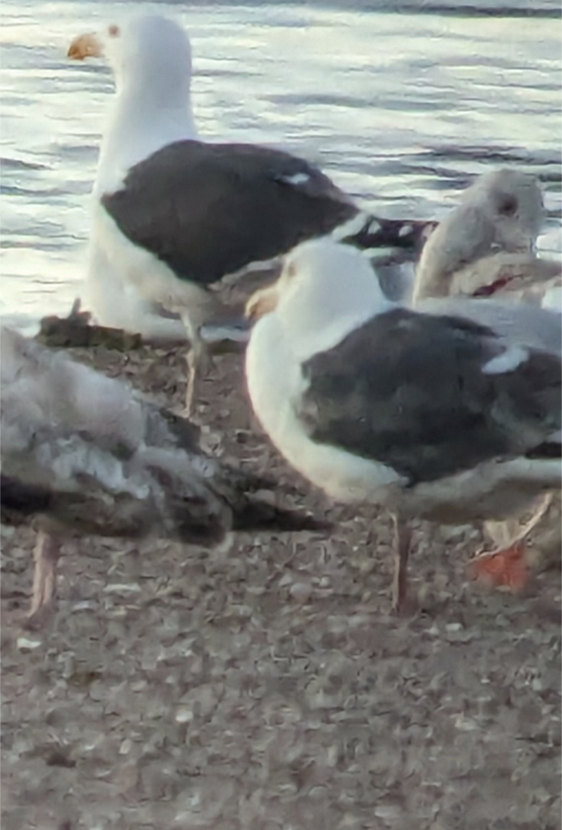 Slaty-backed Gull - Robin Besançon