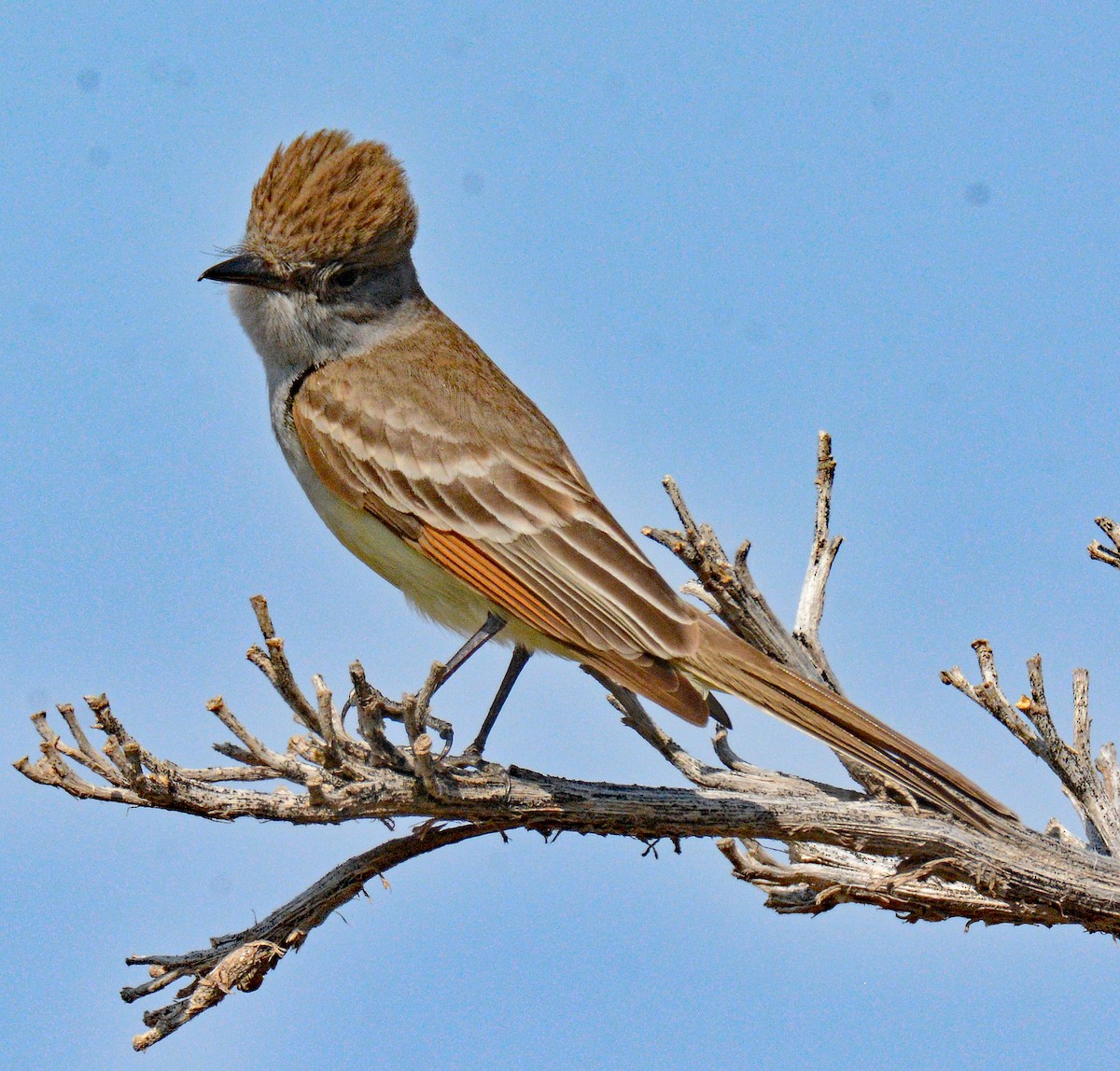 Ash-throated Flycatcher - ML618651656