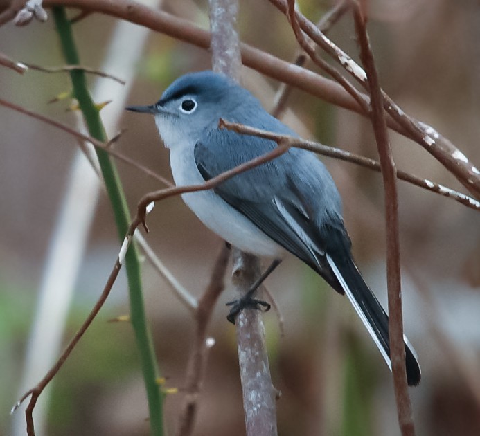 Blue-gray Gnatcatcher - Anonymous