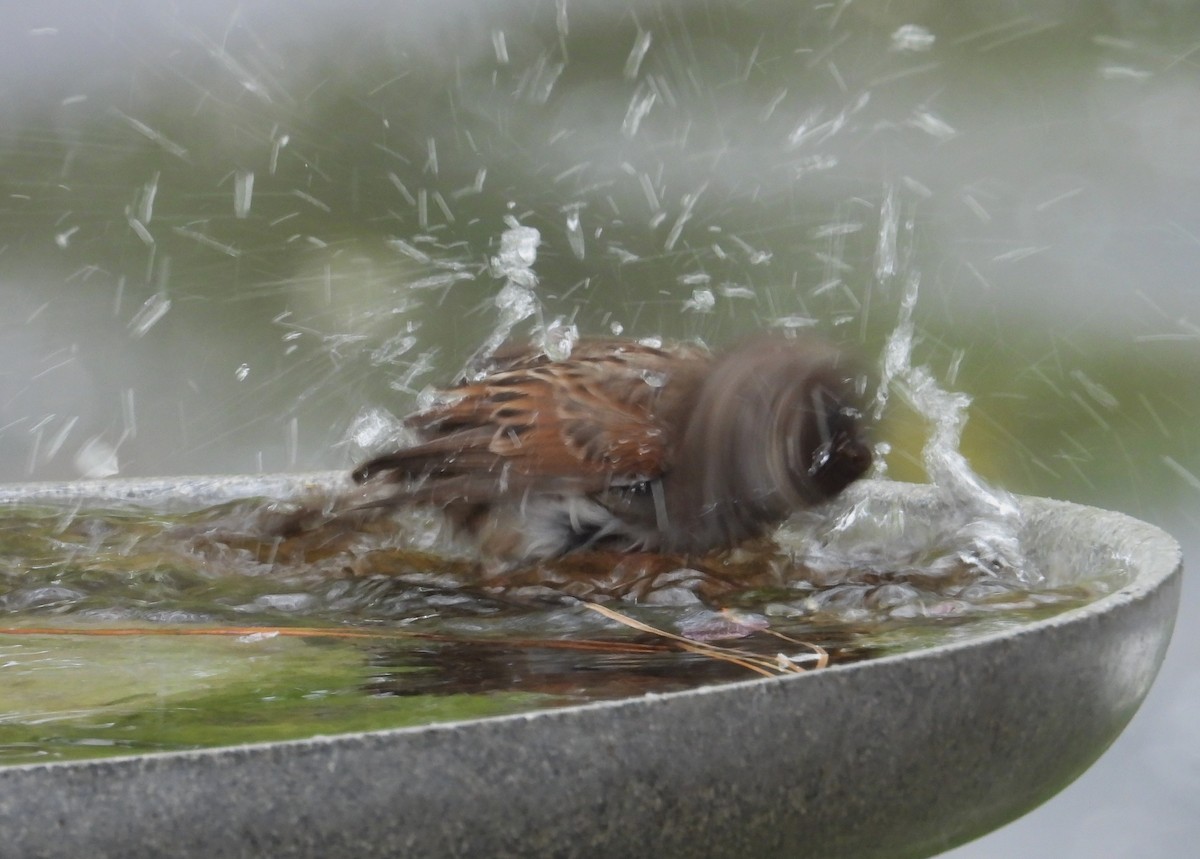 Song Sparrow (montana/merrilli) - ML618651667