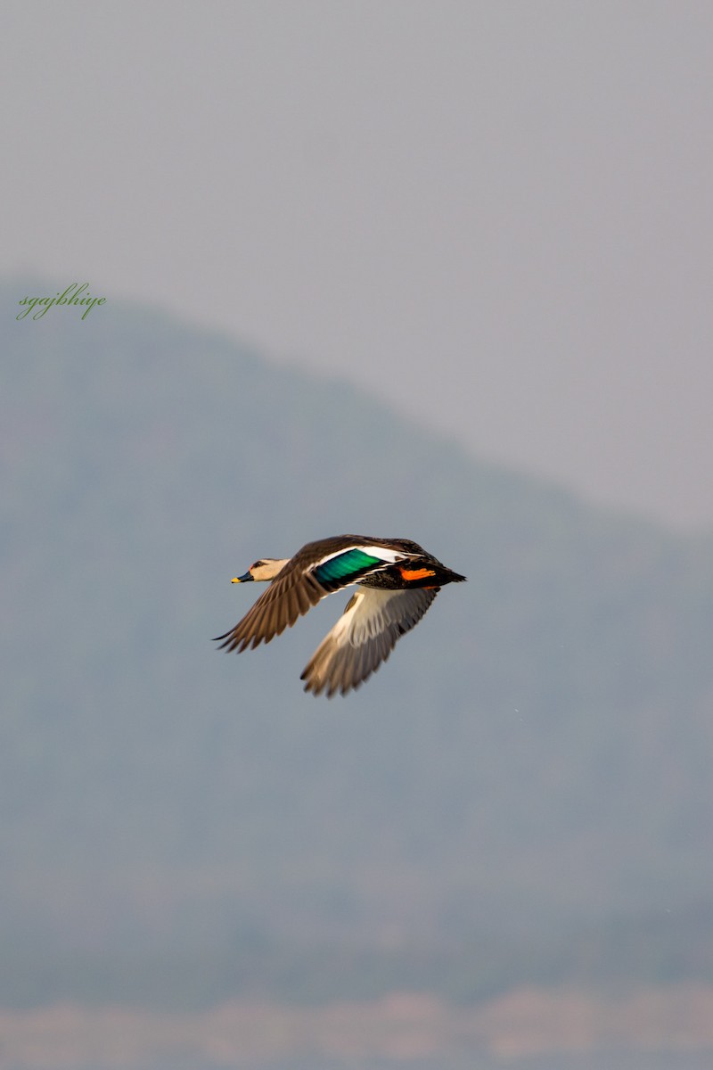 Indian Spot-billed Duck - Sharad Gajbhiye