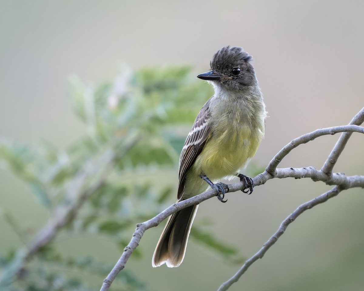 Apical Flycatcher - ML618651719