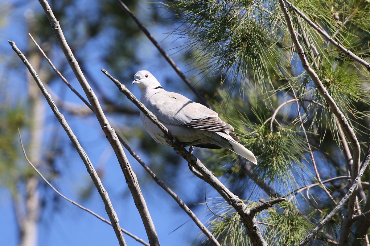 Eurasian Collared-Dove - ML618651722