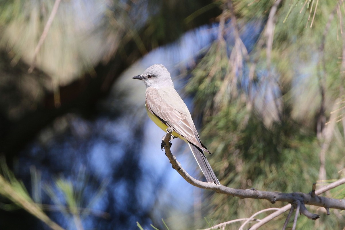 Western Kingbird - ML618651749