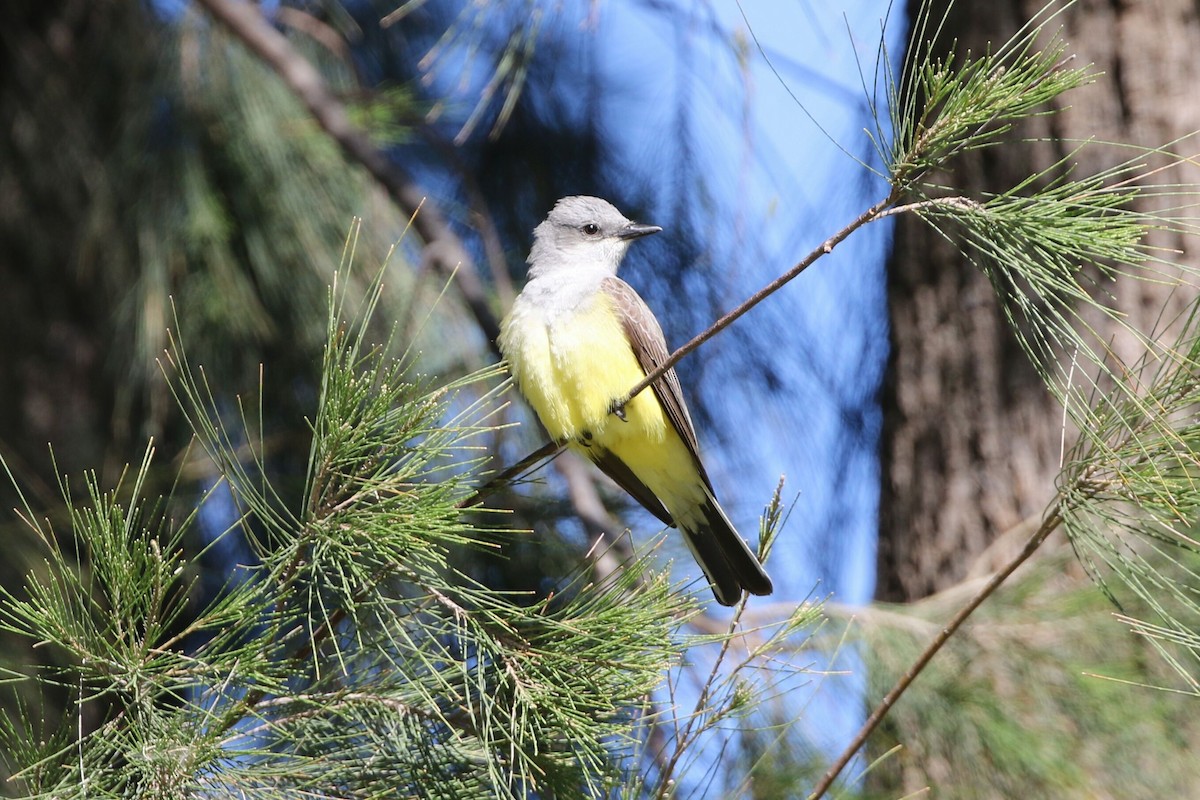 Western Kingbird - ML618651750