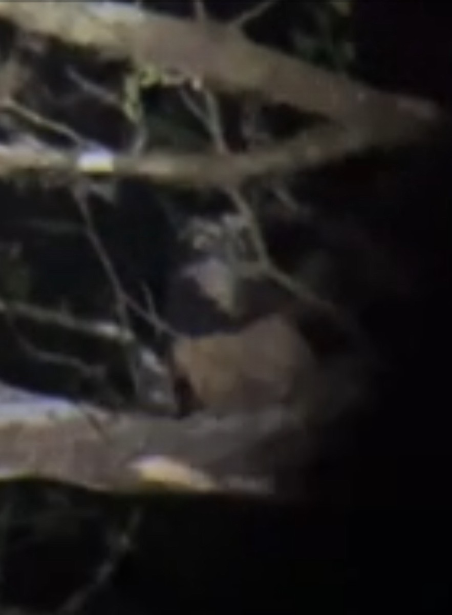 Spectacled Owl - ML618651751