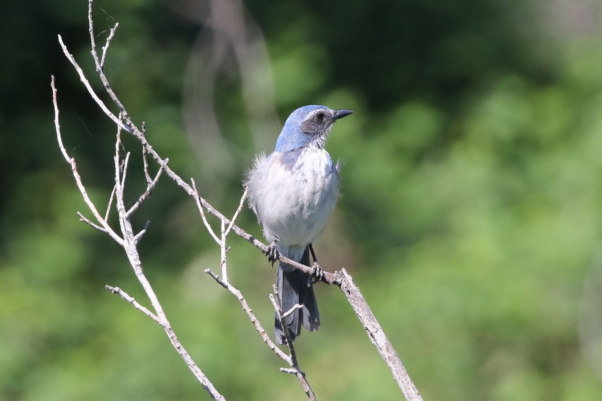 California Scrub-Jay - ML618651757