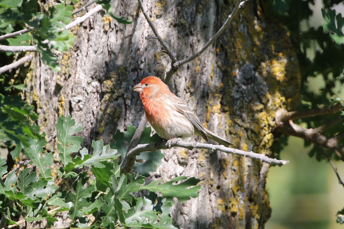 House Finch - ML618651765