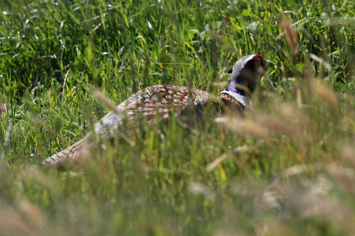 Ring-necked Pheasant - Kevin Thomas