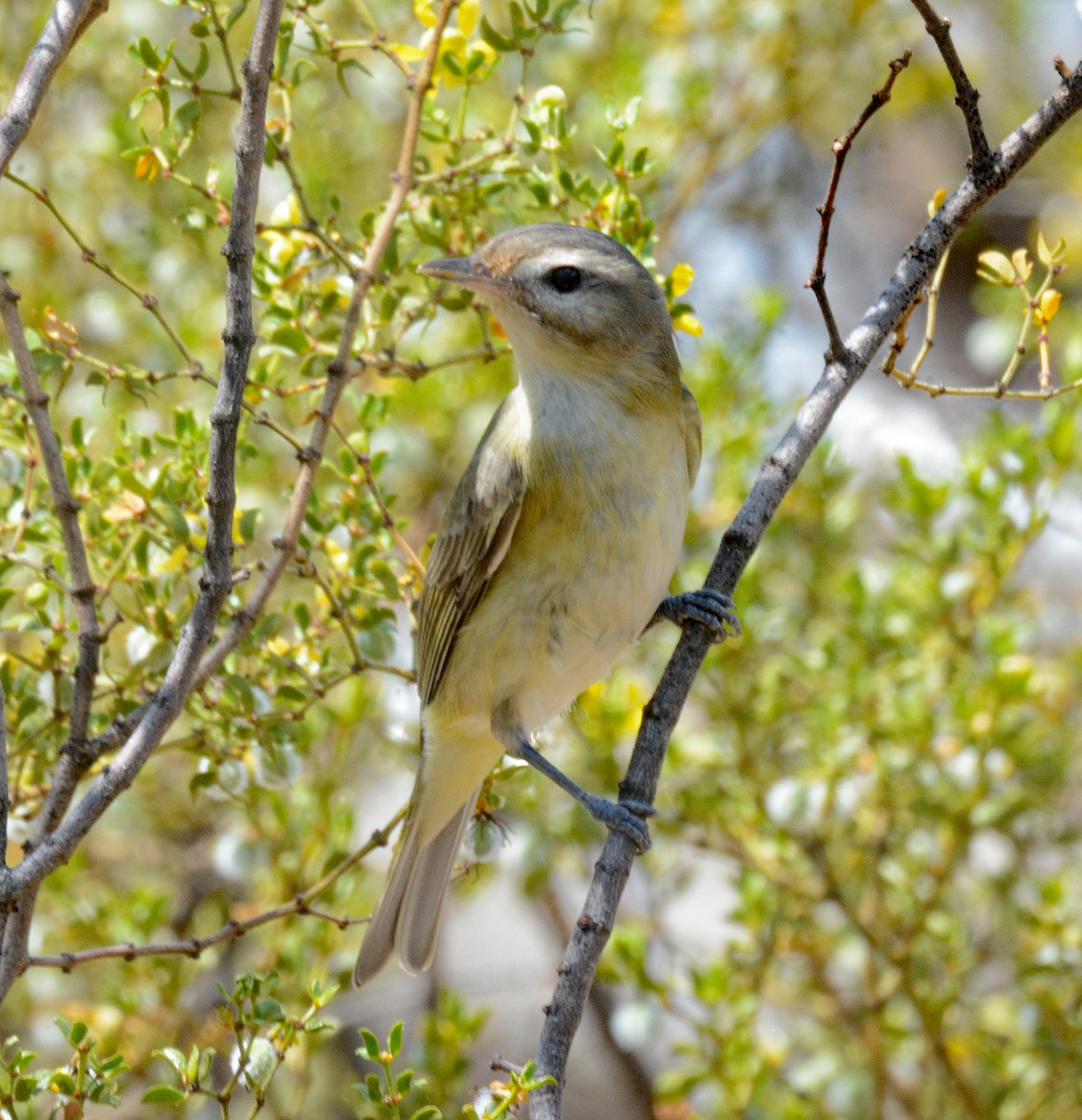 Warbling Vireo - Michael J Good