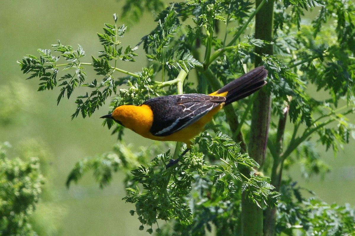 Hooded Oriole - Kevin Thomas