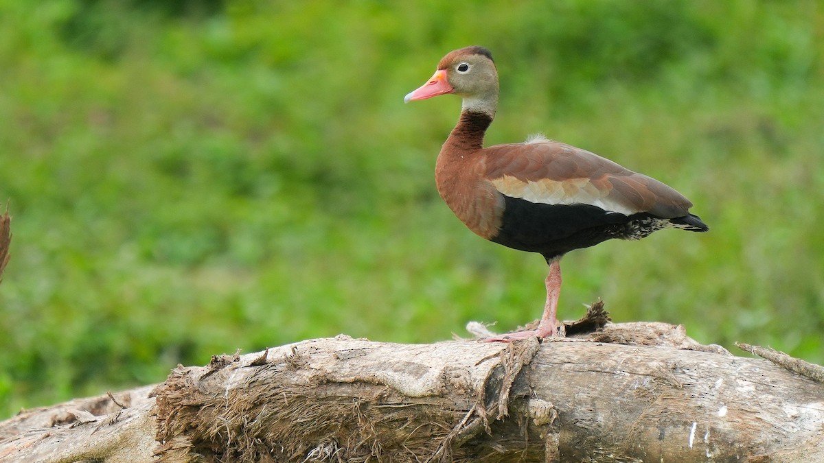 Black-bellied Whistling-Duck - ML618651844