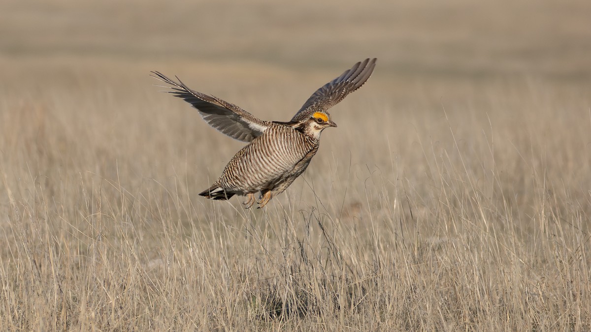 Lesser Prairie-Chicken - ML618651865