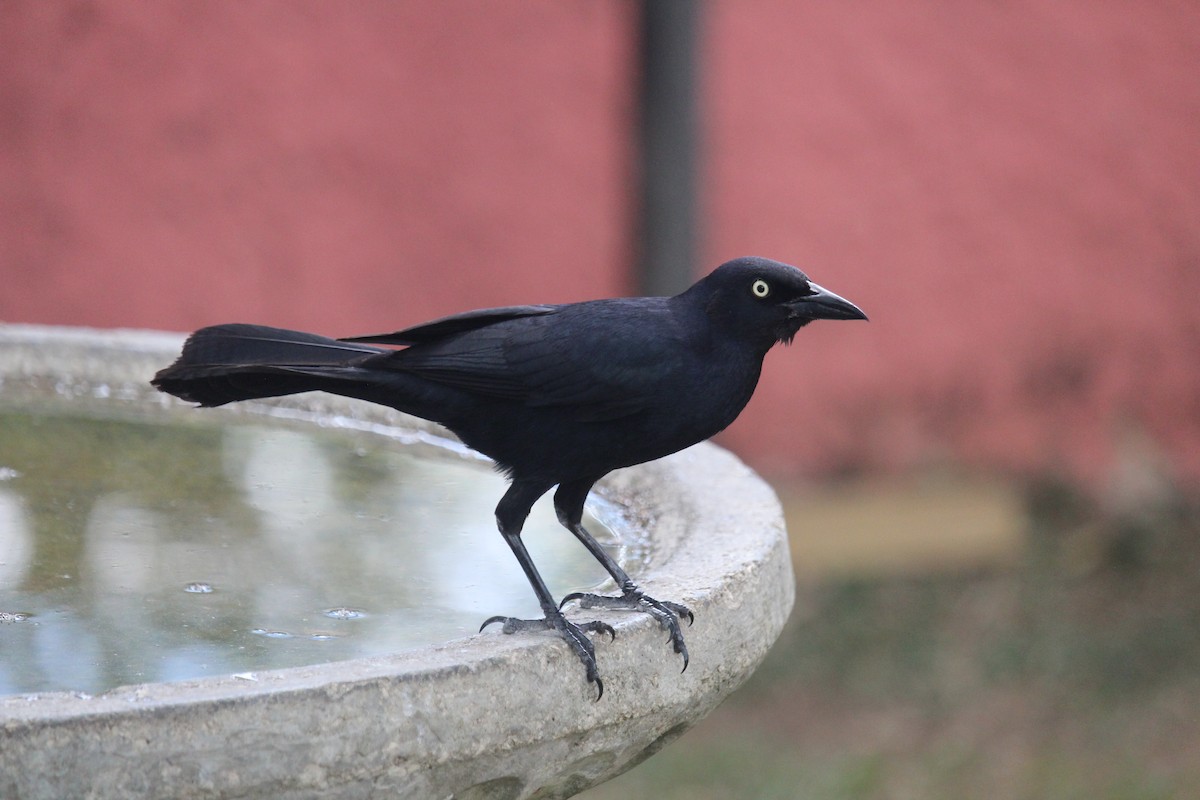 Greater Antillean Grackle - ML618651899