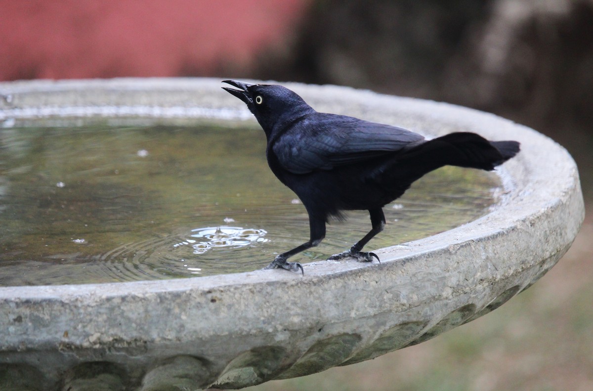 Greater Antillean Grackle - ML618651900