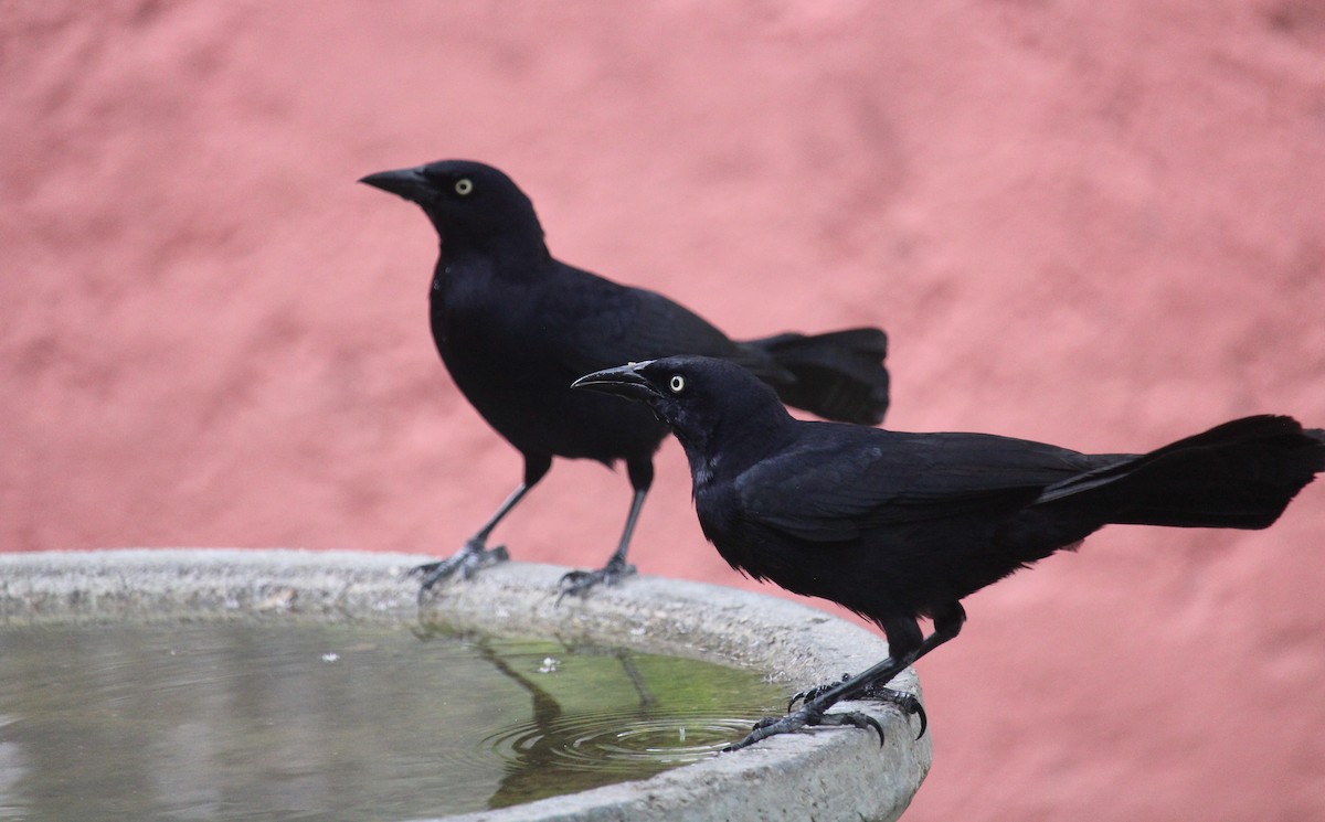 Greater Antillean Grackle - ML618651902