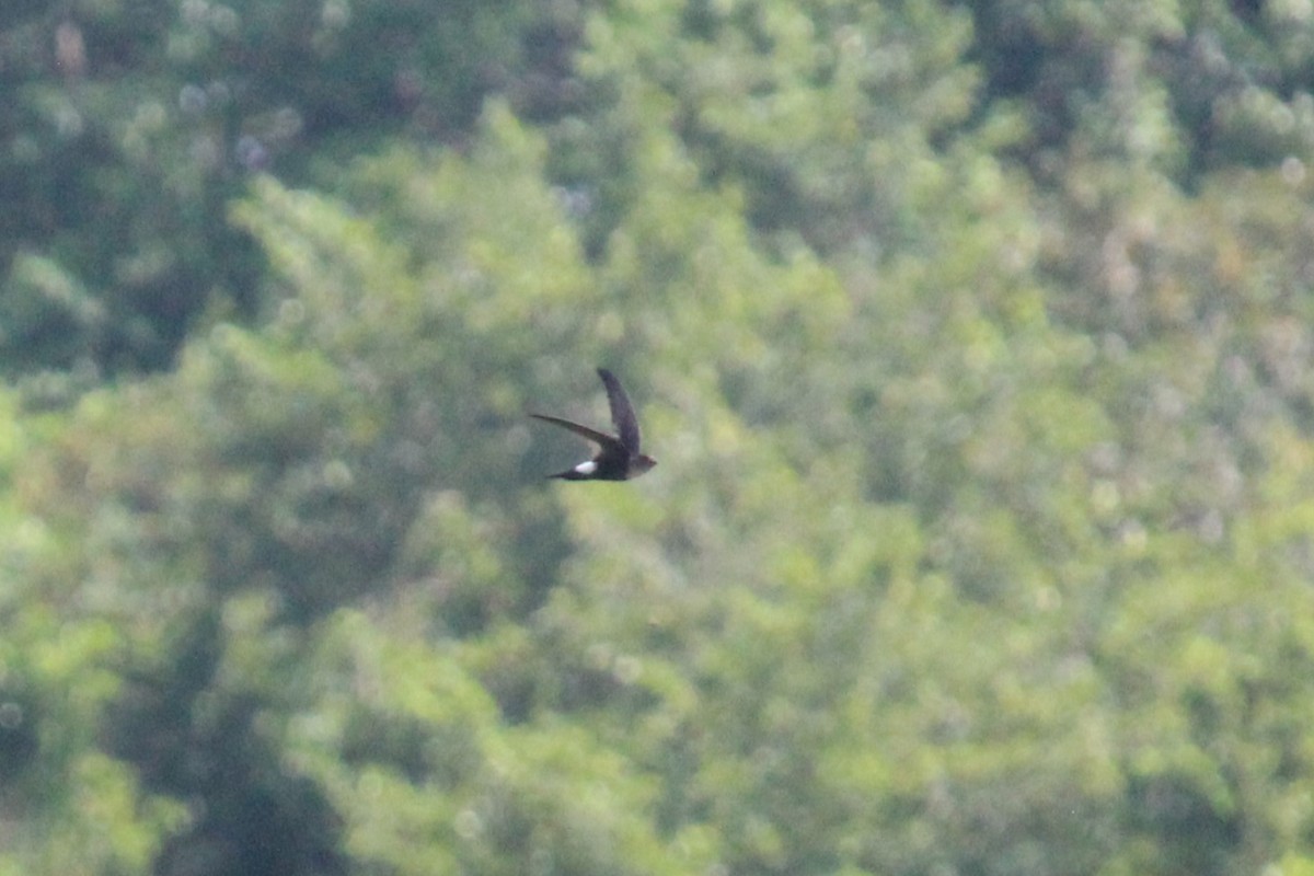 Antillean Palm Swift - ML618651907