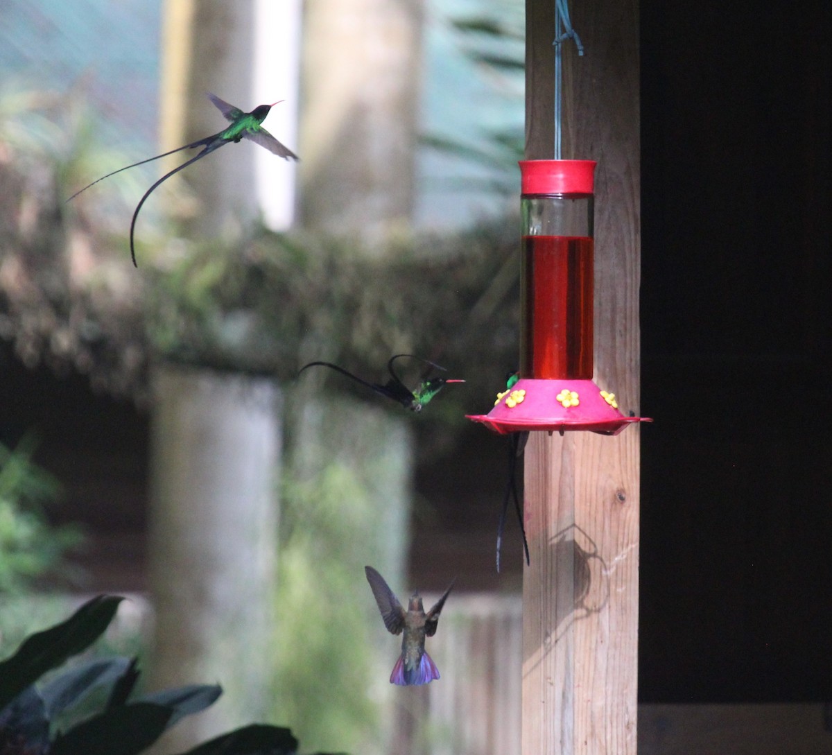 Red-billed Streamertail - ML618651915