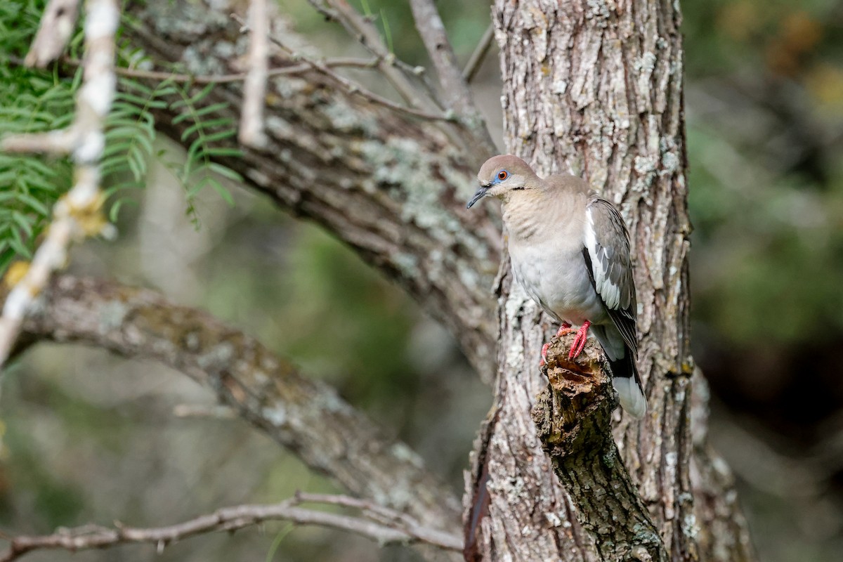 White-winged Dove - ML618651927