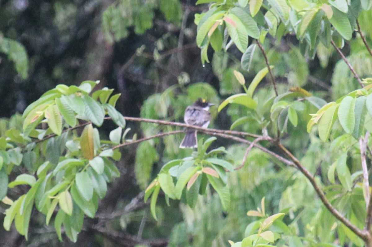 Loggerhead Kingbird - ML618651932