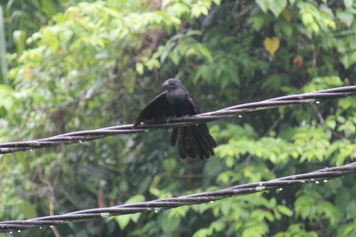 Smooth-billed Ani - ML618651940