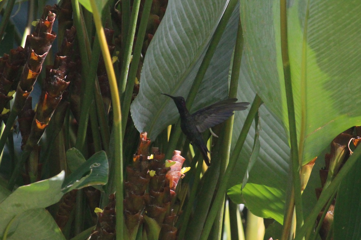 Jamaikamangokolibri - ML618651971