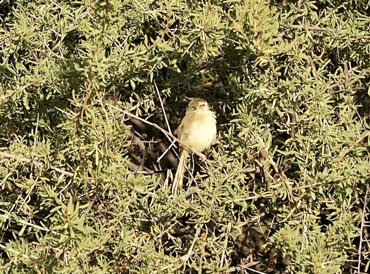 Prinia Pechinegra - ML618651981