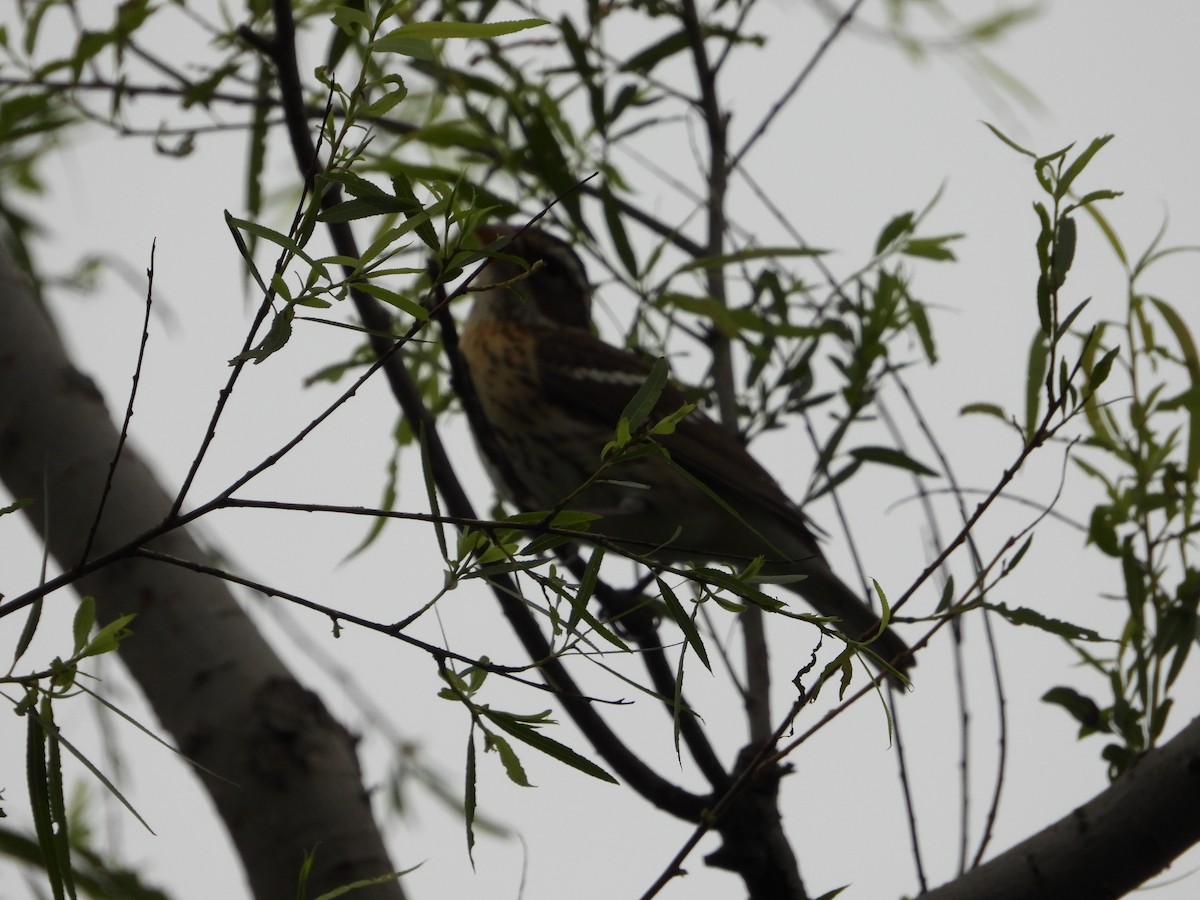 Rose-breasted Grosbeak - ML618651998