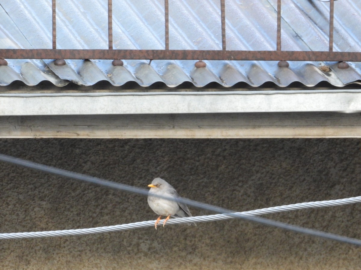 Tickell's Thrush - ML618652037