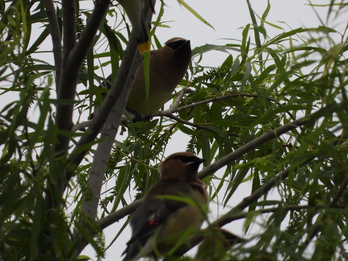 Cedar Waxwing - ML618652039