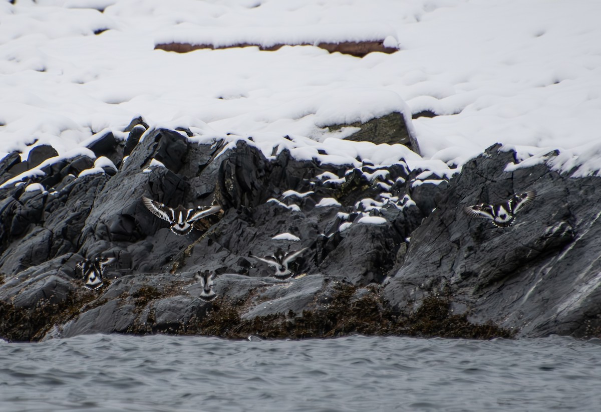 Black Turnstone - ML618652044